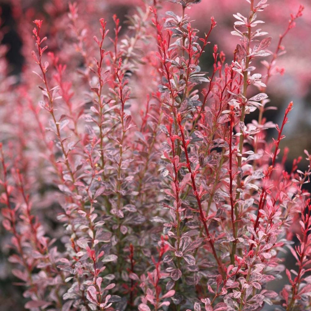Agracejo japonés - Berberis thunbergii Rosy Rocket
