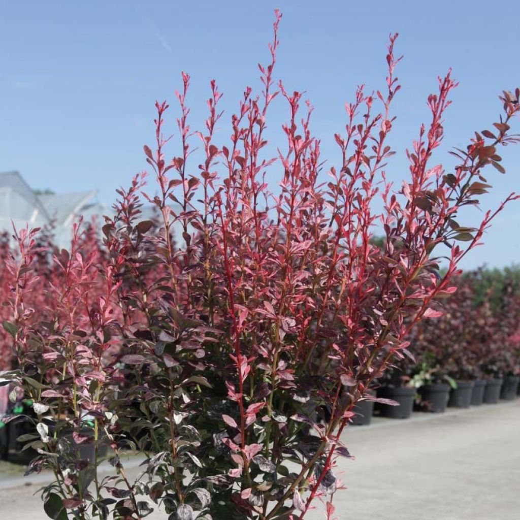 Agracejo japonés - Berberis thunbergii Rosy Rocket