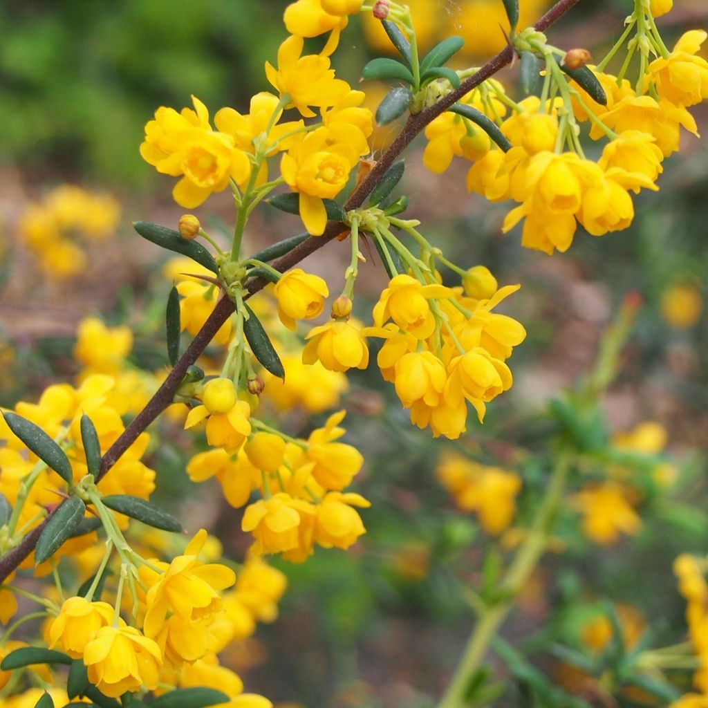 Agracejo - Berberis stenophylla - Agracejo