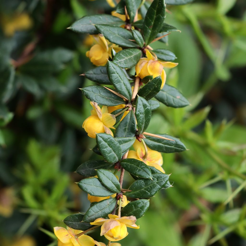 Agracejo - Berberis Chenaultii
