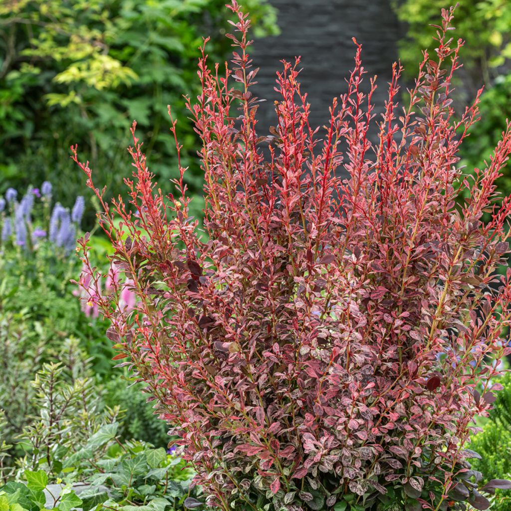 Berberis thunbergii Pink Pillar - Agracejo japonés