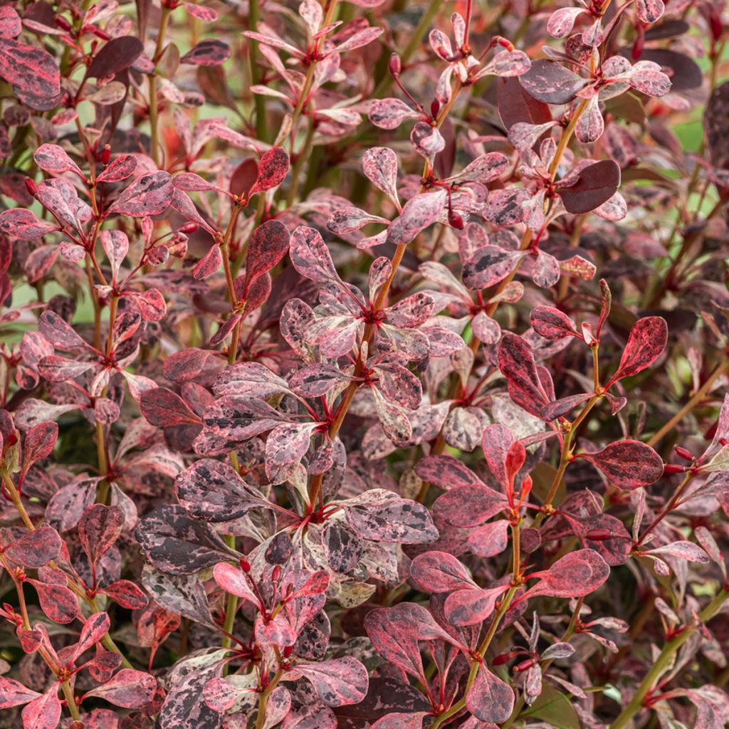 Berberis thunbergii Pink Pillar - Agracejo japonés