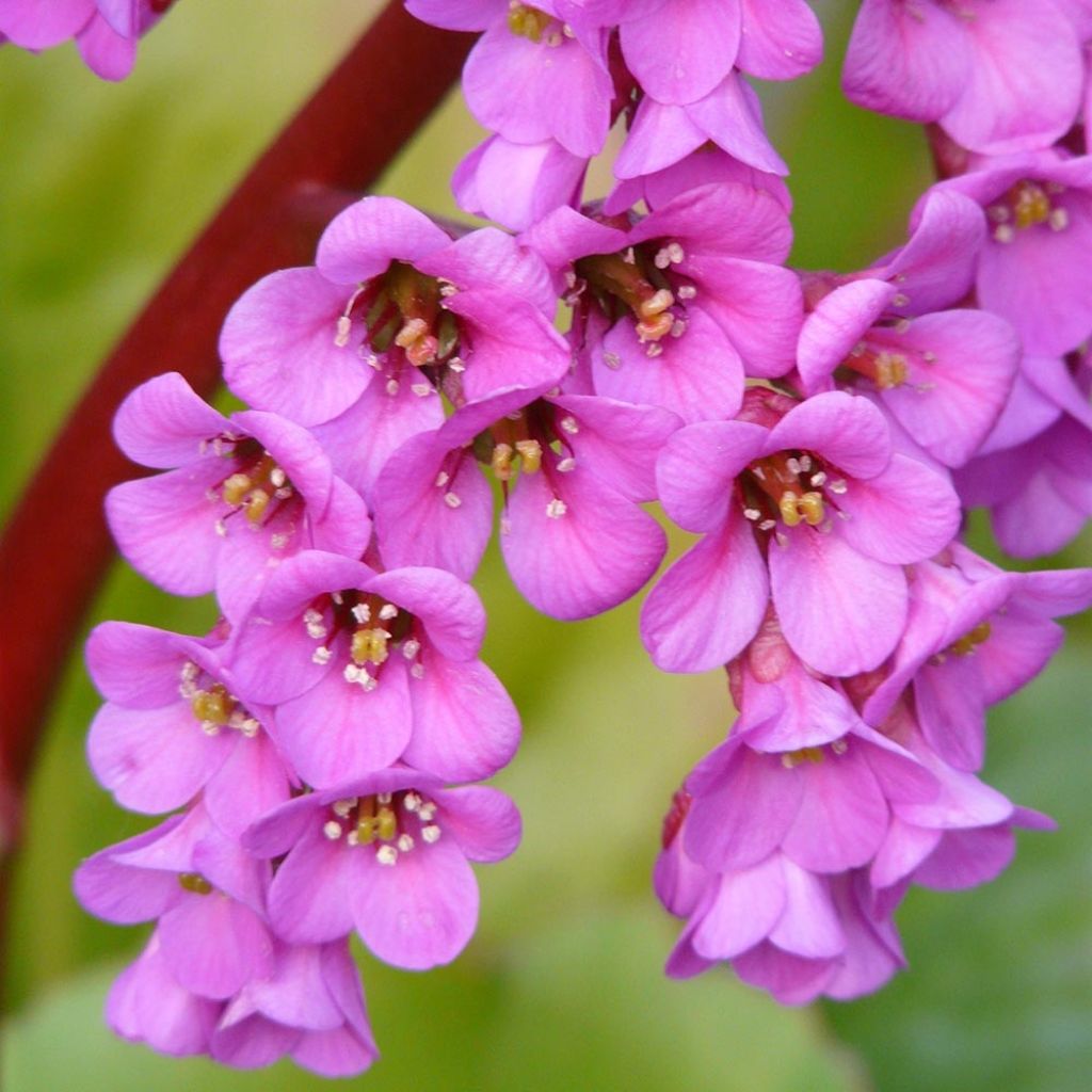 Bergenia Winterglut - Hortensia de invierno