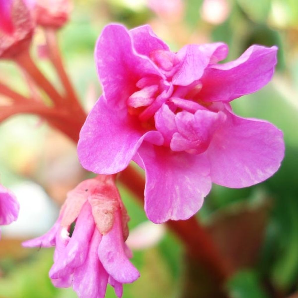 Bergenia cordifolia - Hortensia de invierno