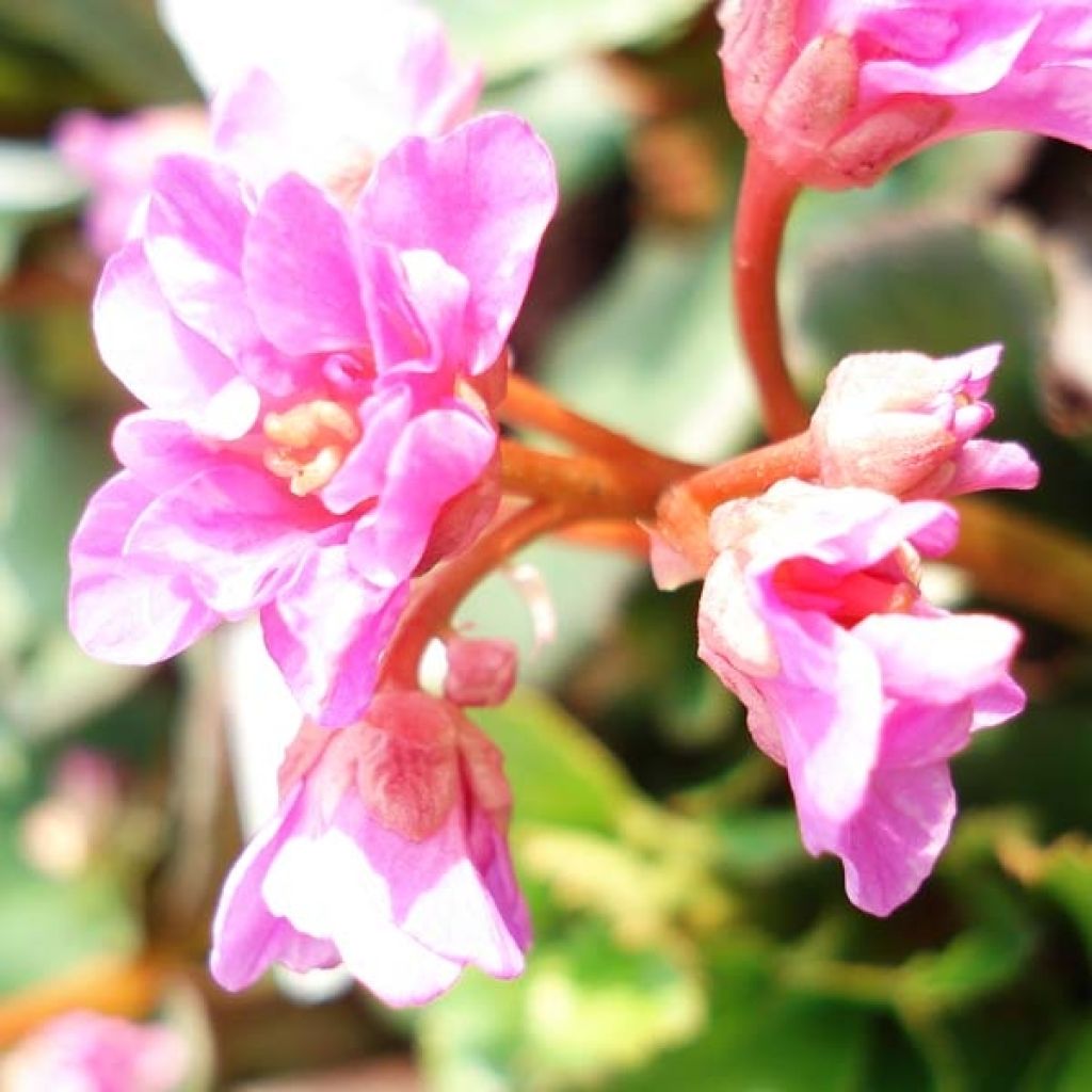 Bergenia cordifolia - Hortensia de invierno