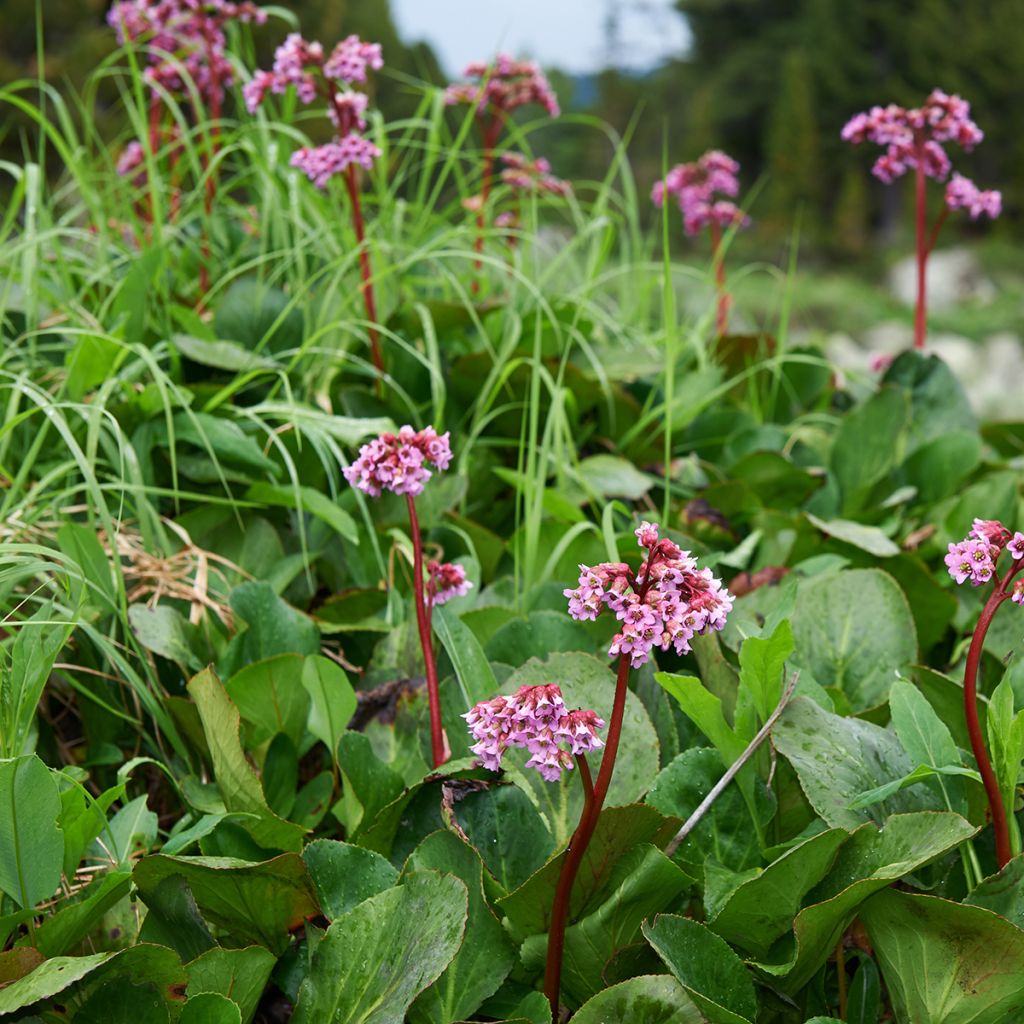 Bergenia cordifolia - Hortensia de invierno