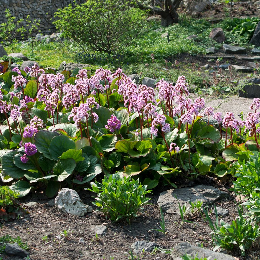 Bergenia cordifolia - Hortensia de invierno