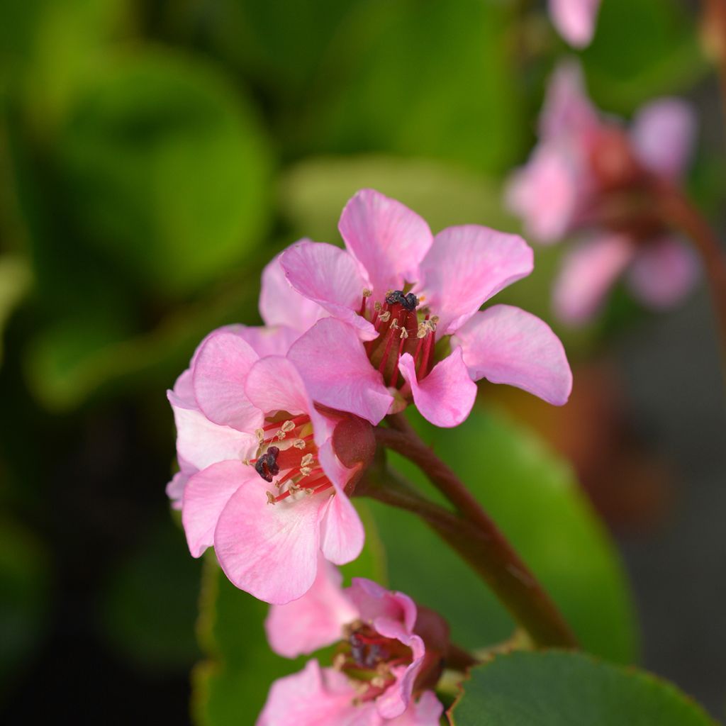 Bergenia Harzkristall - Hortensia de invierno