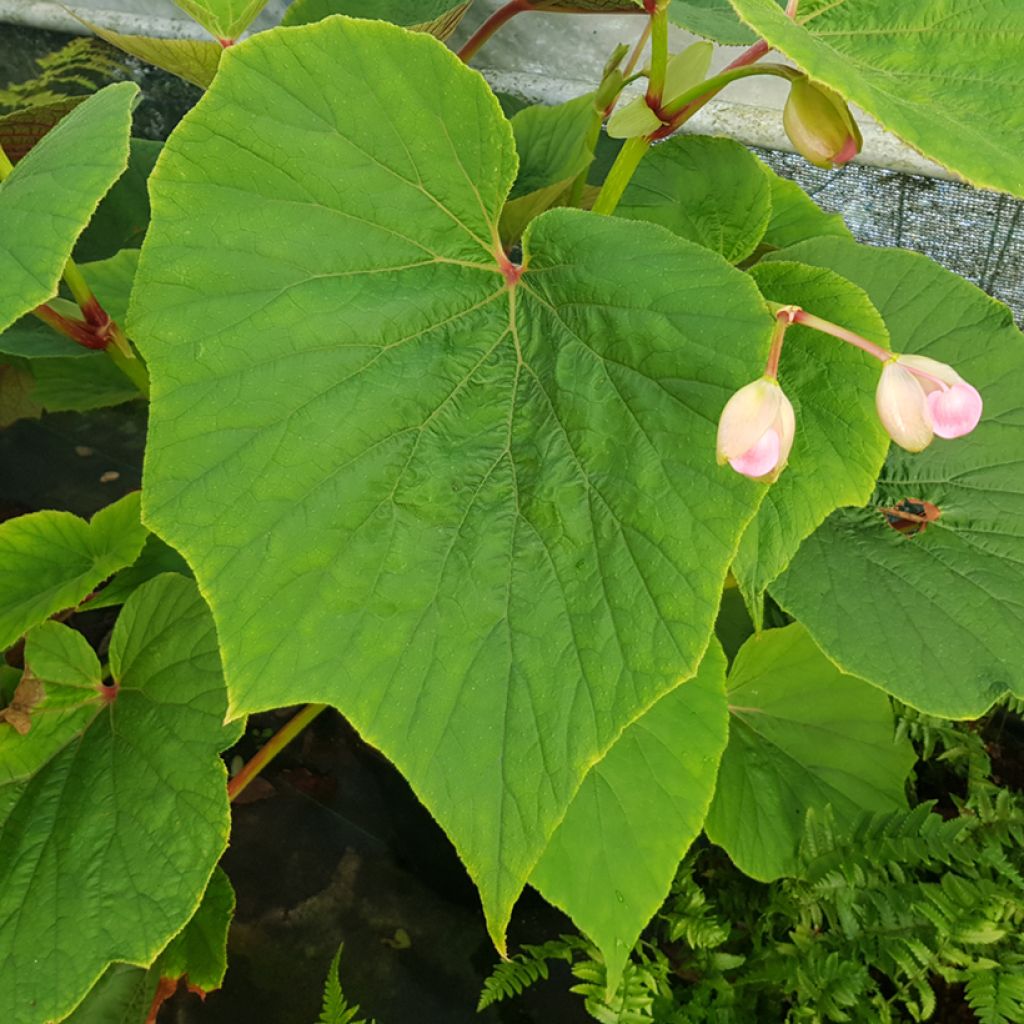 Begonia x grandis Torsa