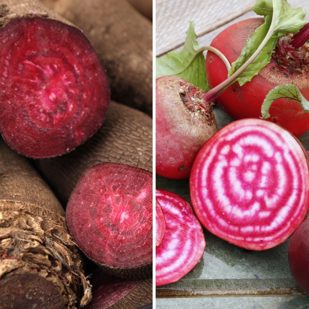 Remolacha de mesa Crapaudine, Chioggia