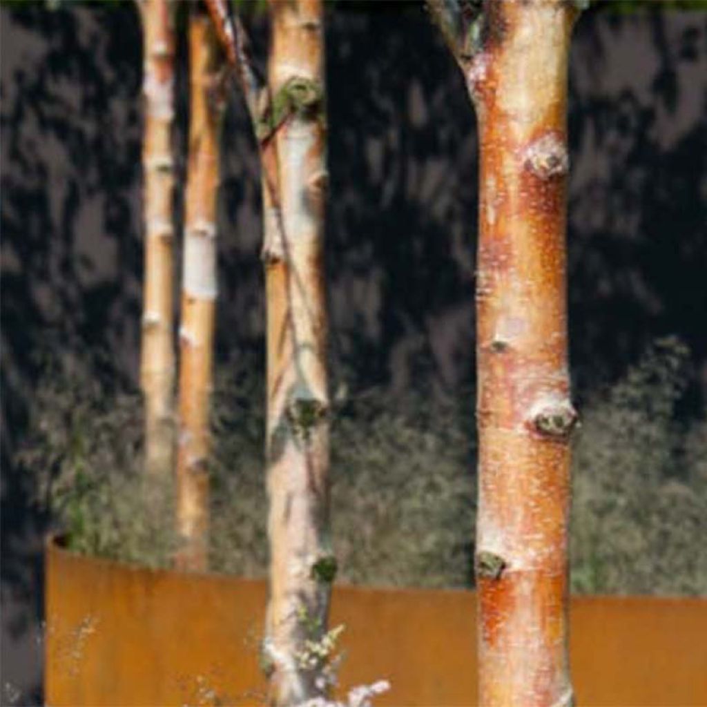 Abedul rojo chino - Betula albosinensis Fascination