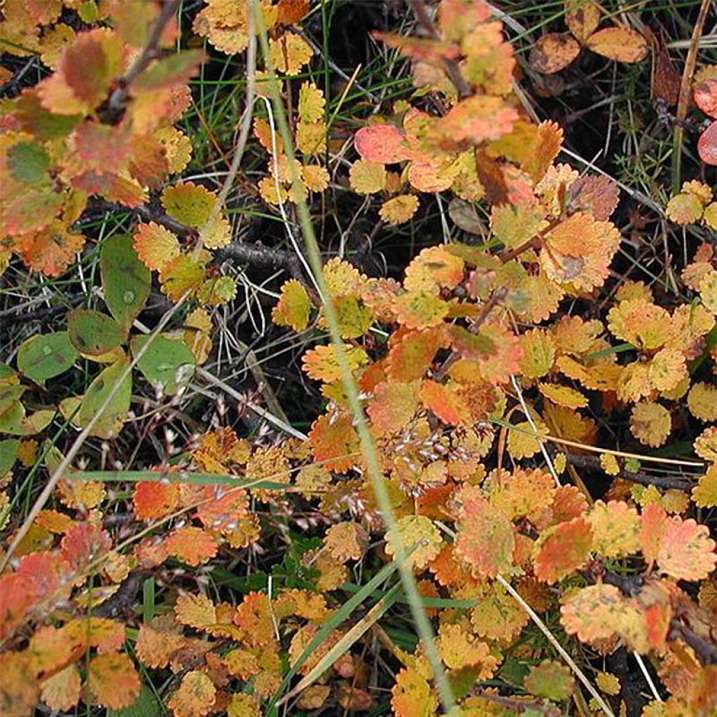 Abedul enano - Betula nana