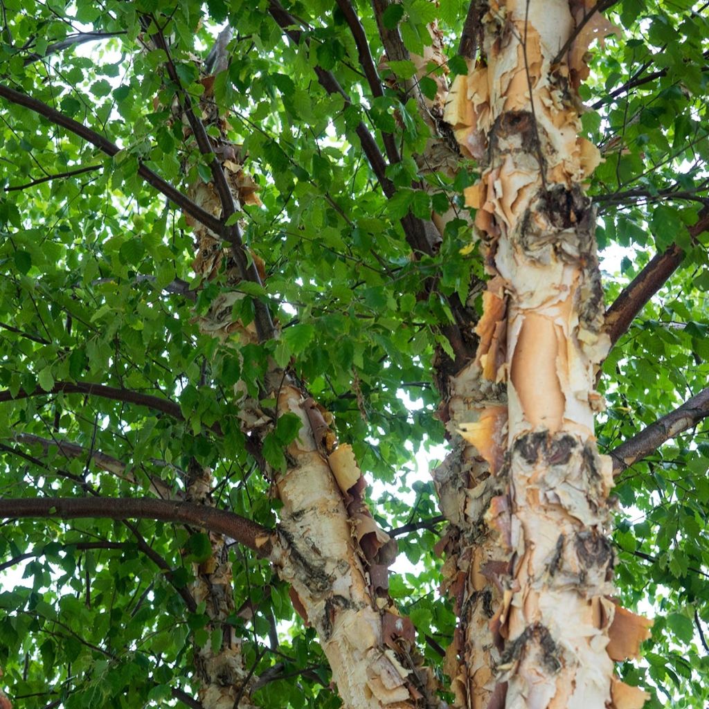Abedul negro - Betula nigra