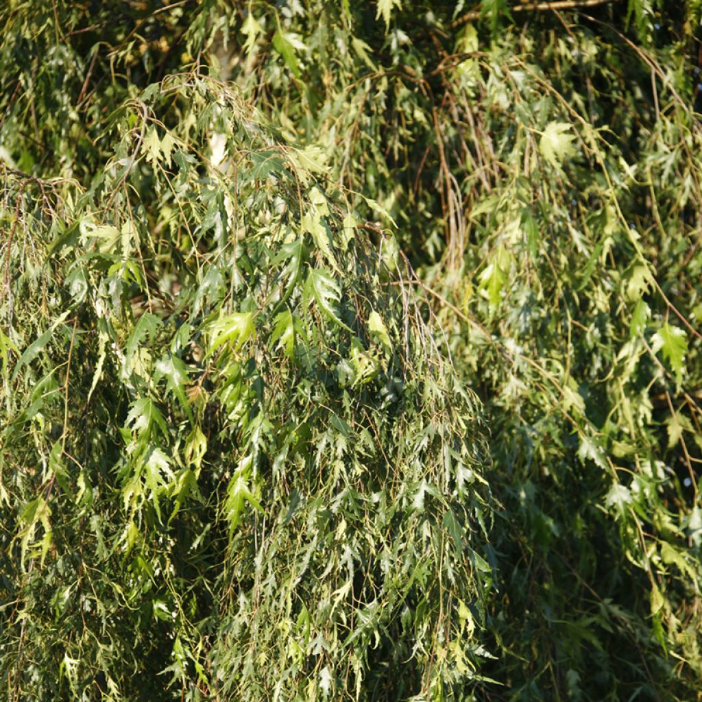 Abedul común pendula Gracilis