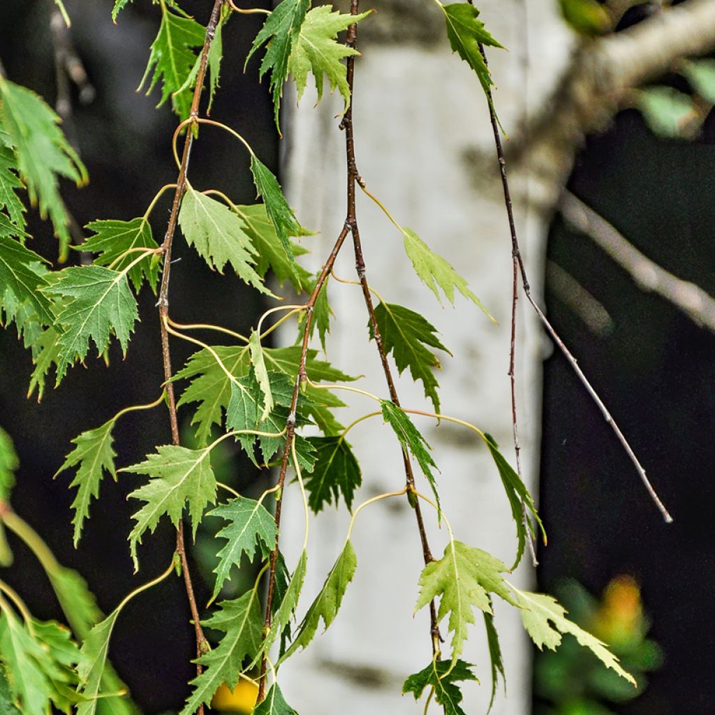 Abedul común pendula Gracilis