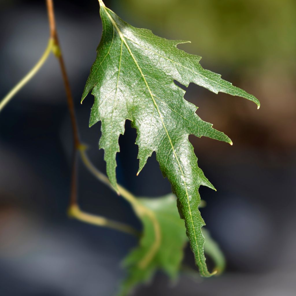 Abedul común pendula Gracilis