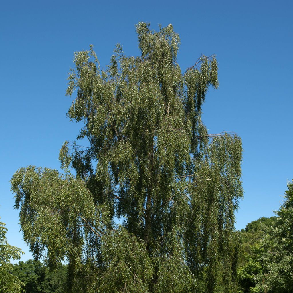 Abedul común Tristis
