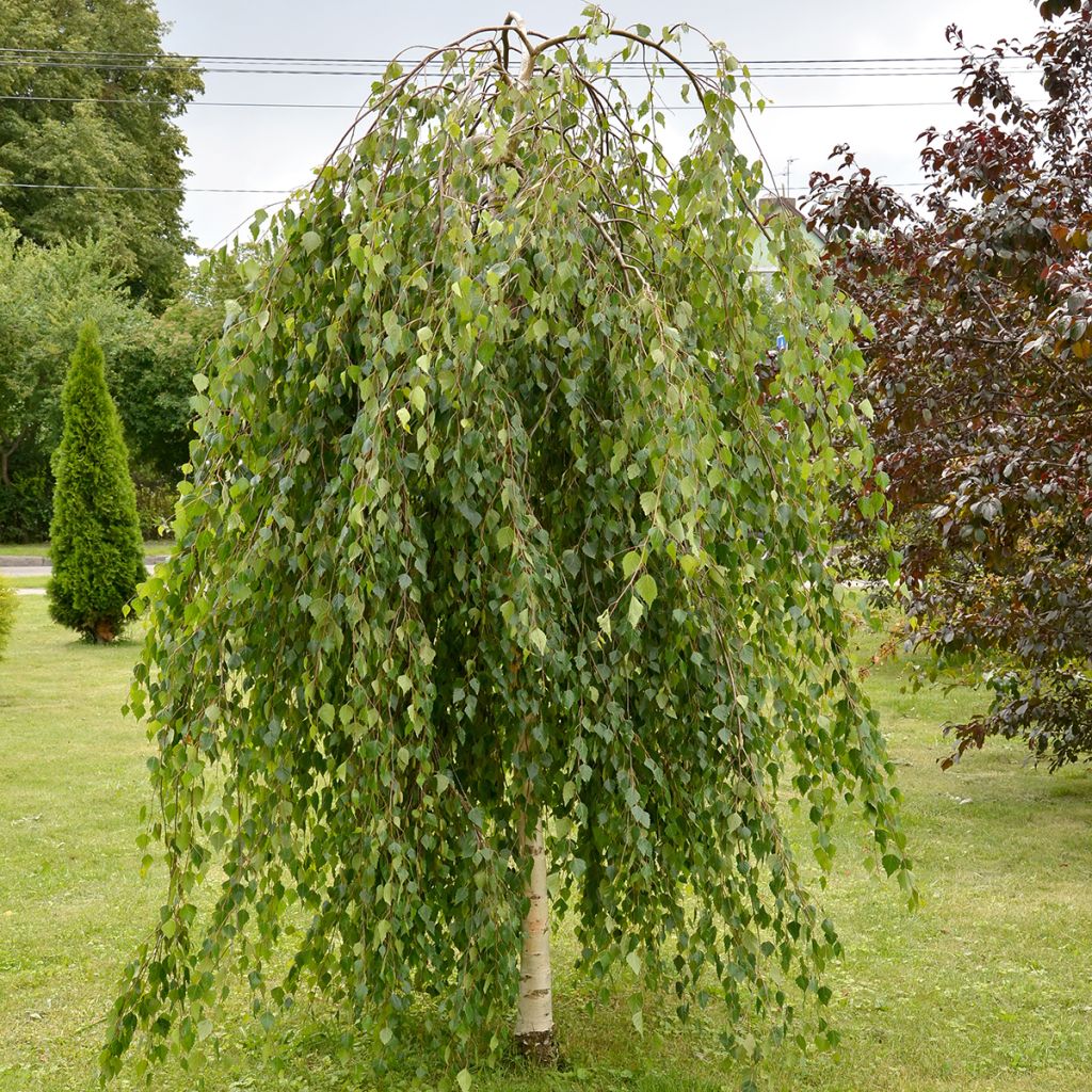 Betula pendula Long Trunk - Abedul común