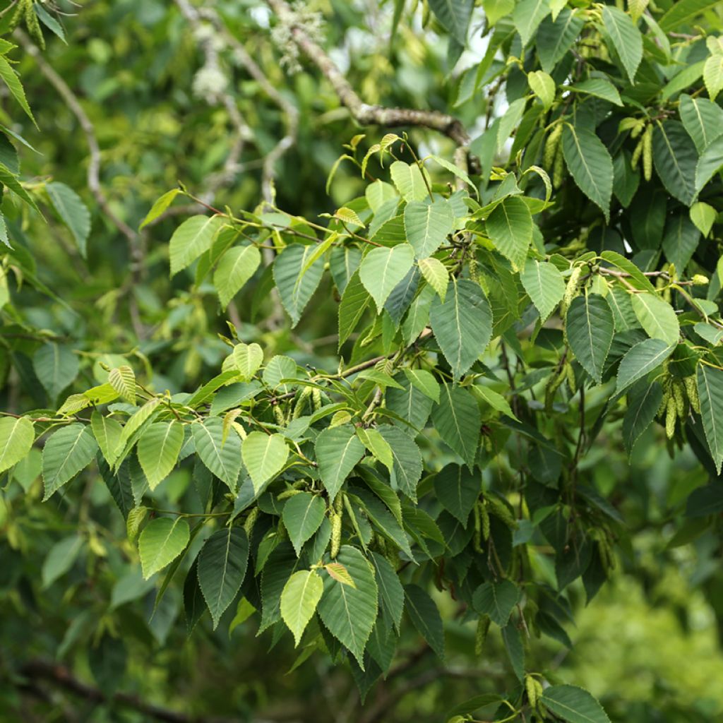 Abedul del Himalaya utilis var. prattii