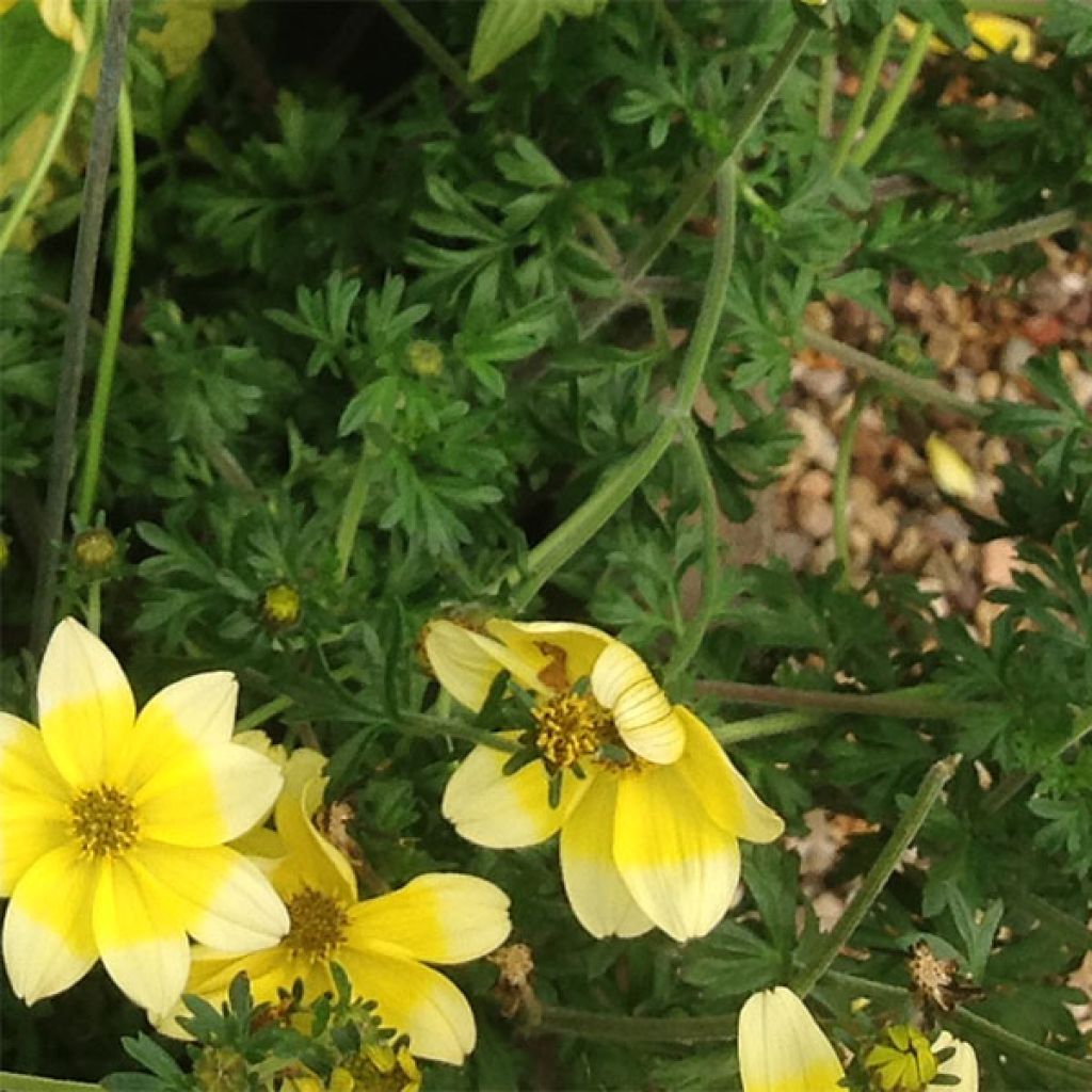 Bidens ferulifolia Lemon Moon