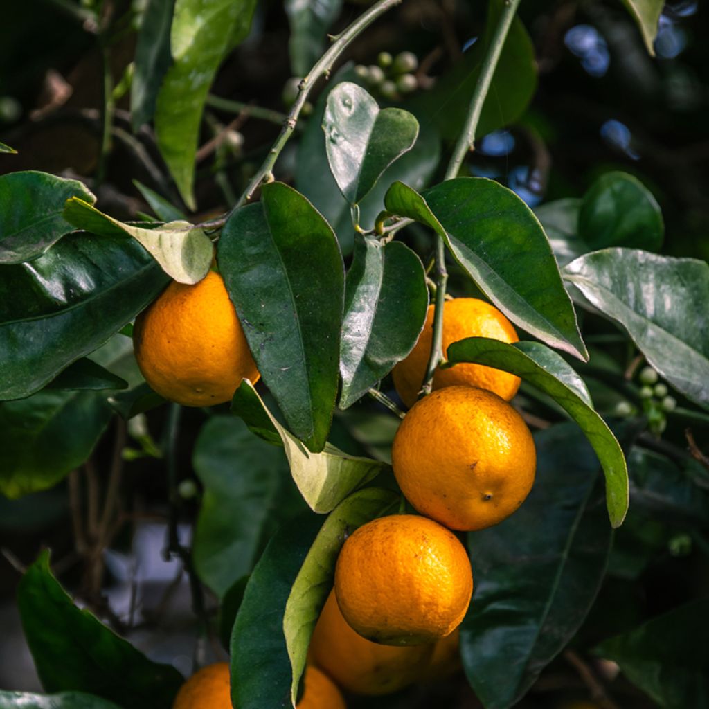 Naranja agria Bouquet de Fleur