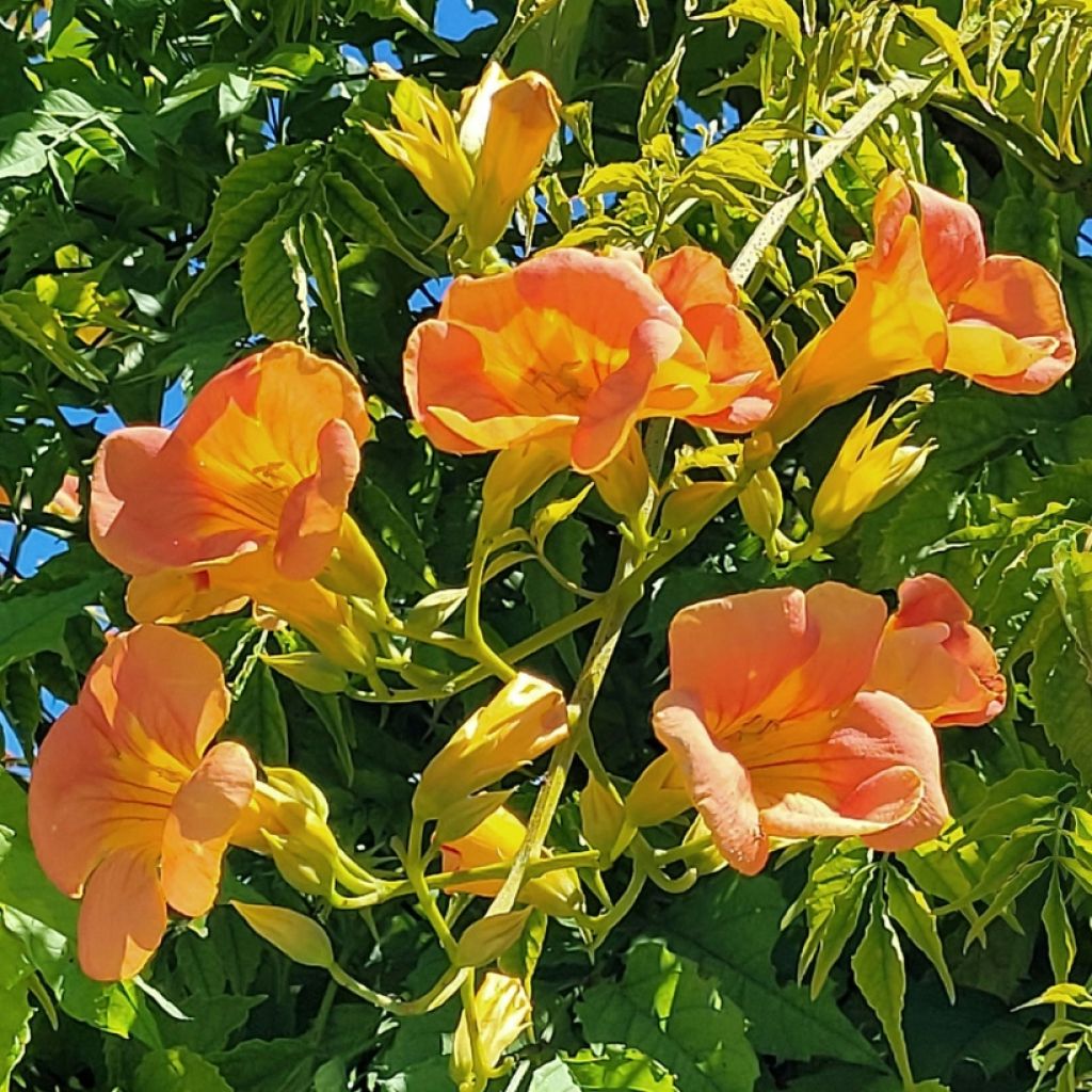 Enredadera de trompeta Summer Jazz Gold - Campsis