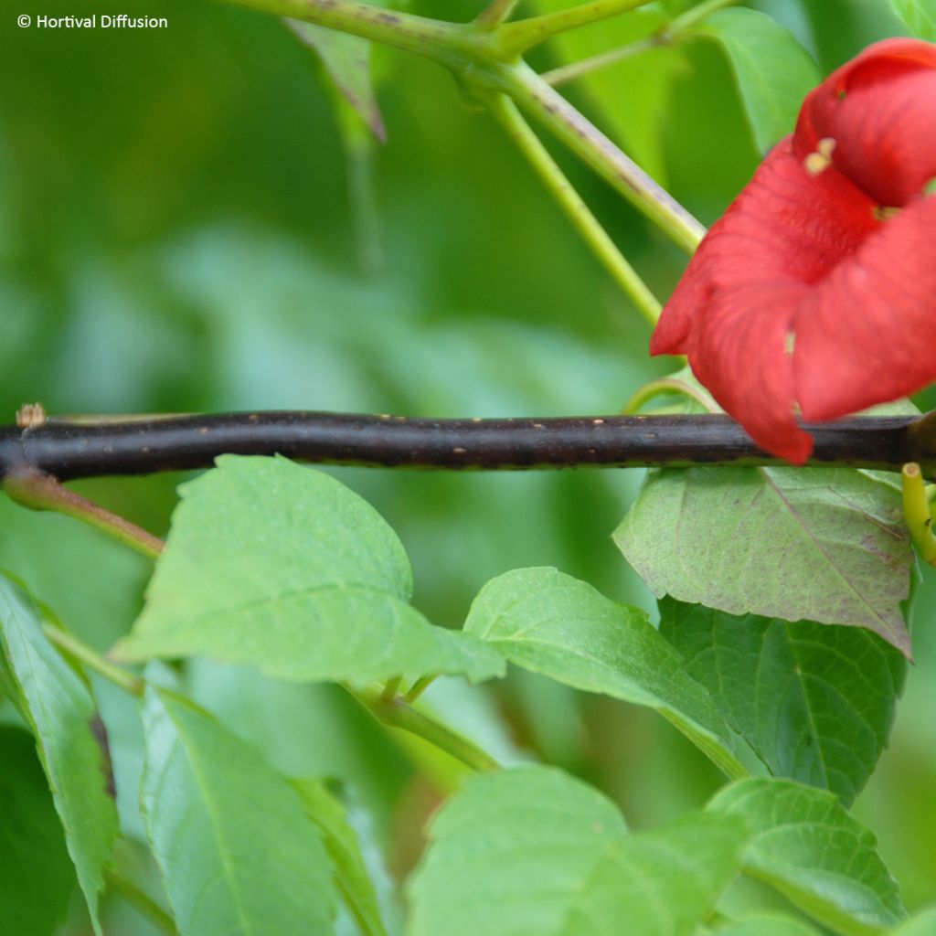 Campsis x tagliabuana Ebony & Red - Trompeta trepadora