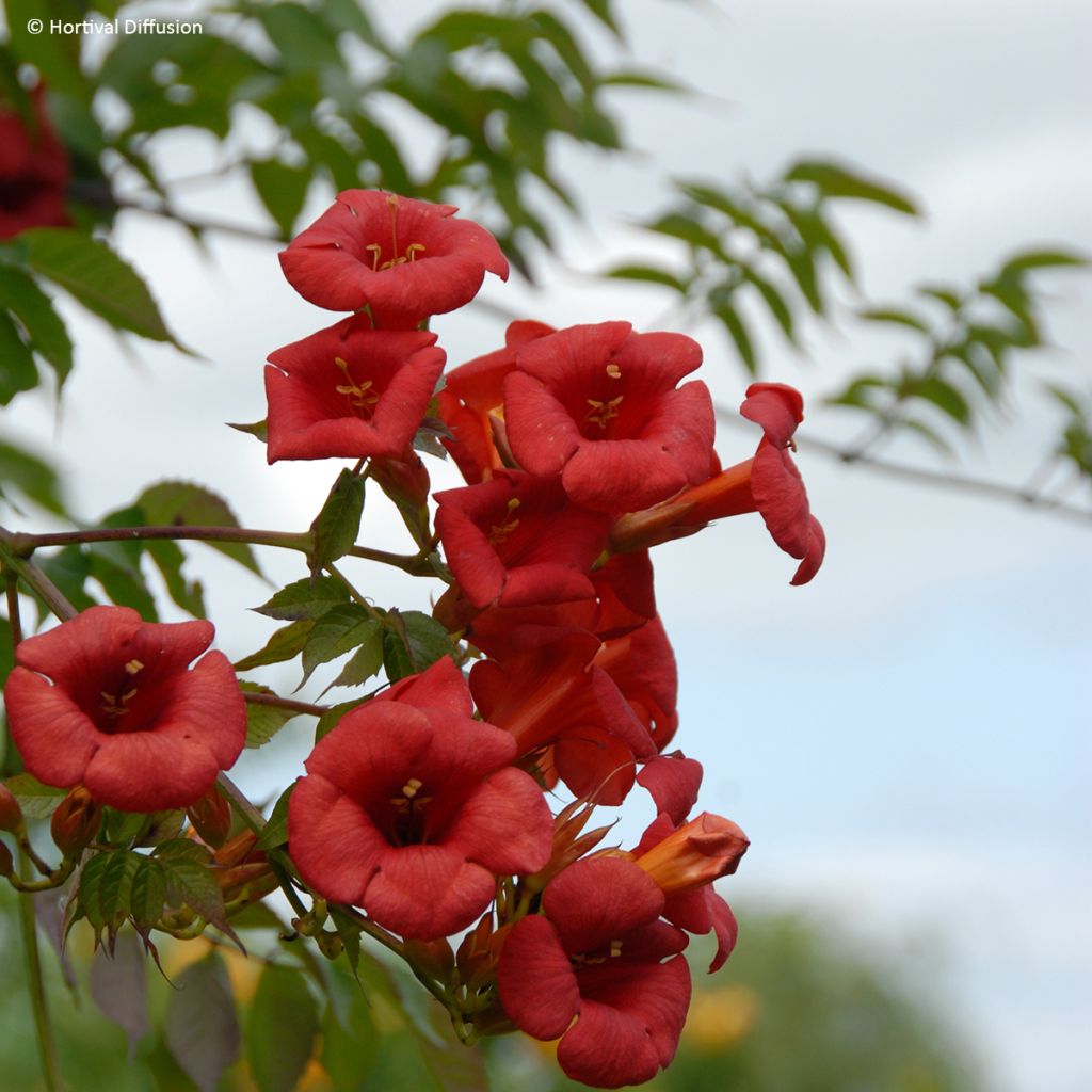 Campsis x tagliabuana Ebony & Red - Trompeta trepadora