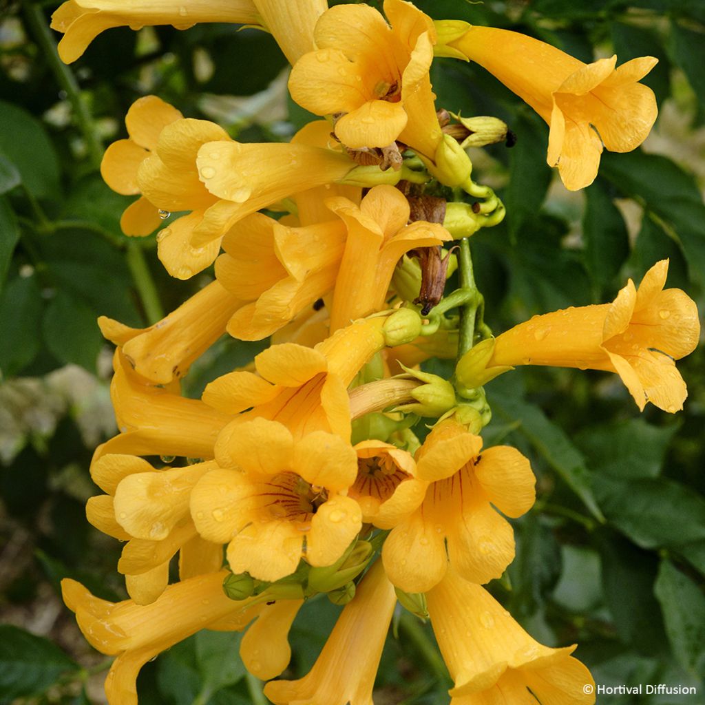 Enredadera de trompeta Golden Trumpet - Campsis