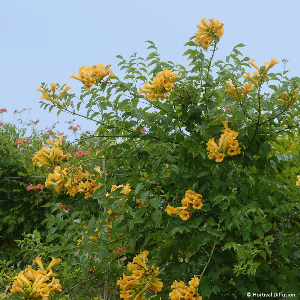 Enredadera de trompeta Golden Trumpet - Campsis