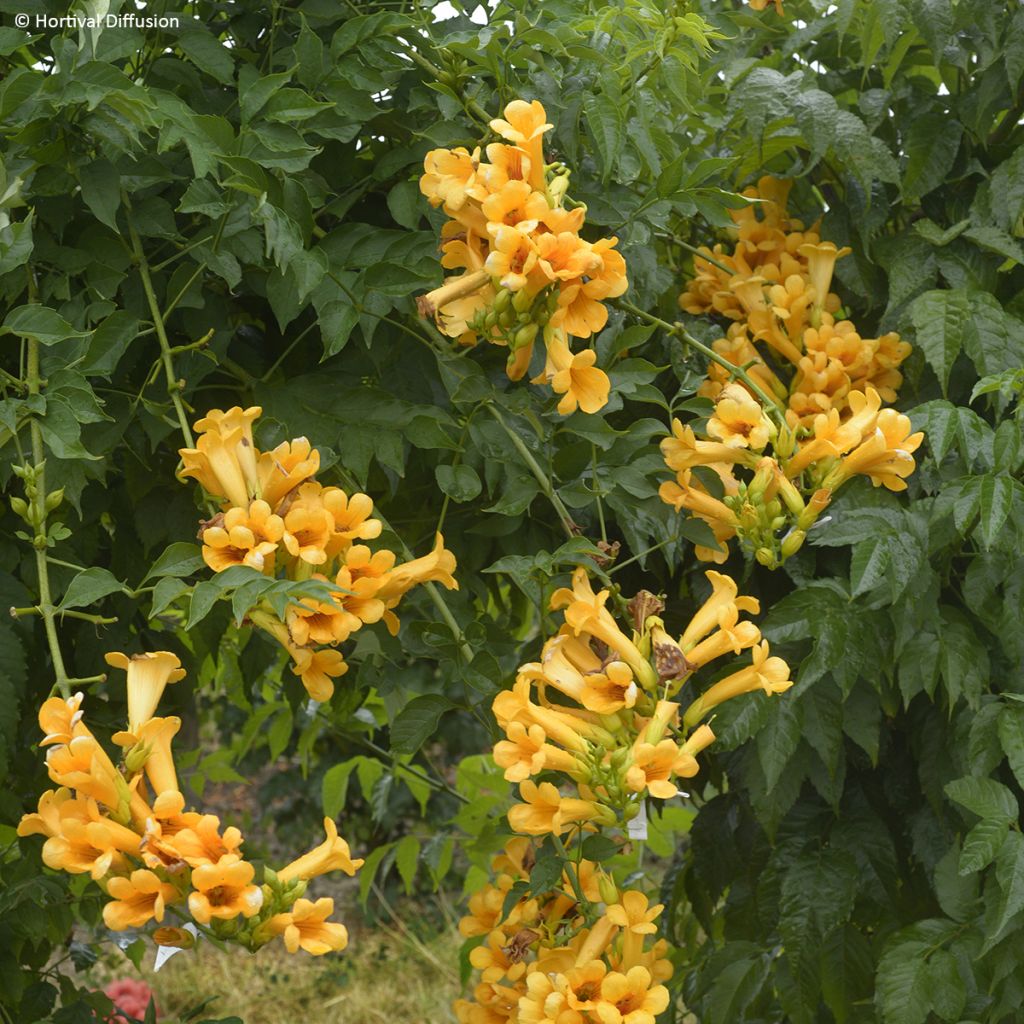 Enredadera de trompeta Golden Trumpet - Campsis
