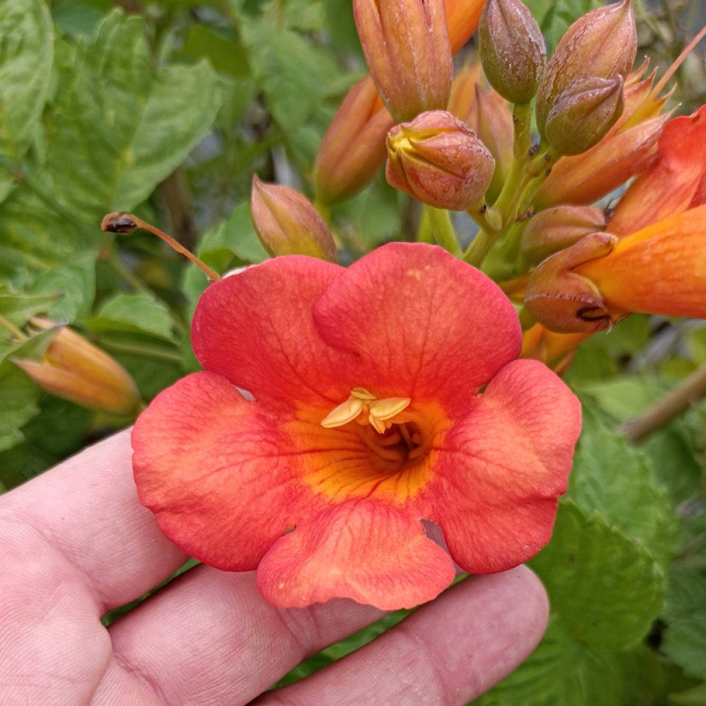 Enredadera de trompeta Madame Galen - Campsis