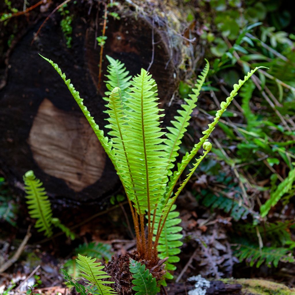 Blechnum discolor - Helecho
