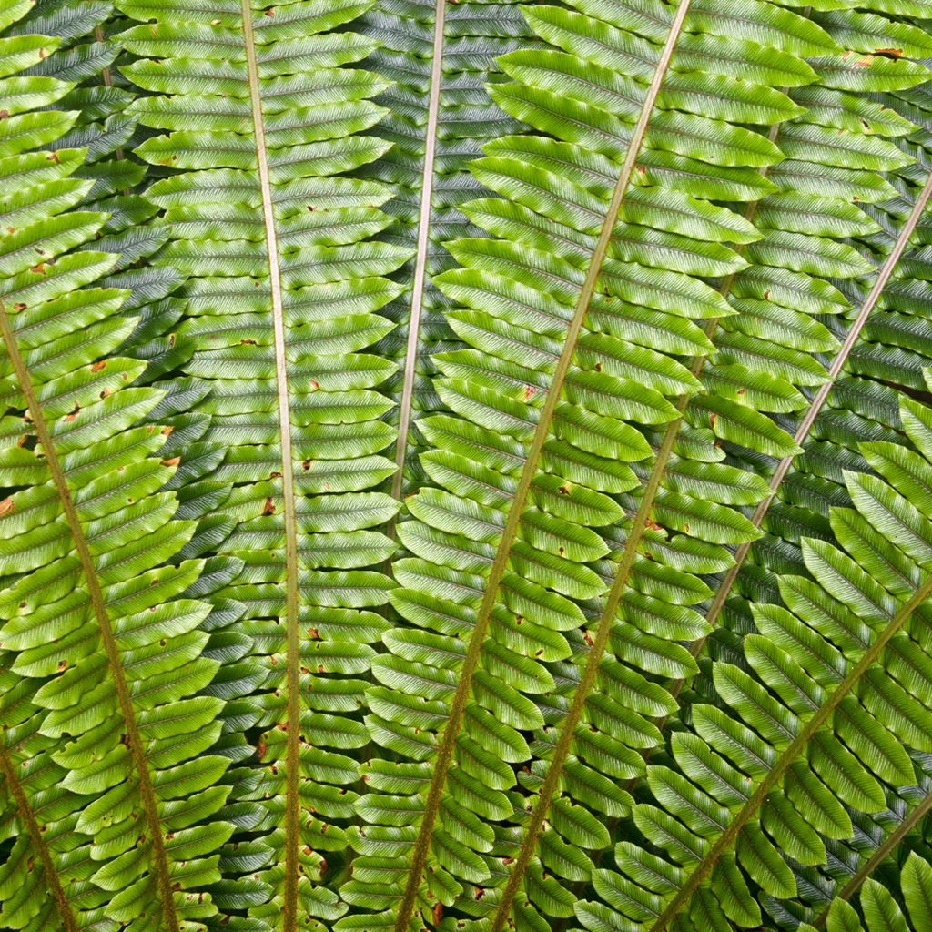 Blechnum discolor - Helecho