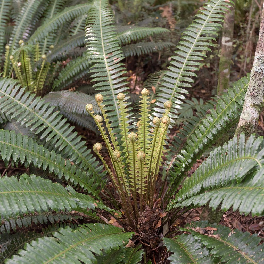 Blechnum discolor - Helecho