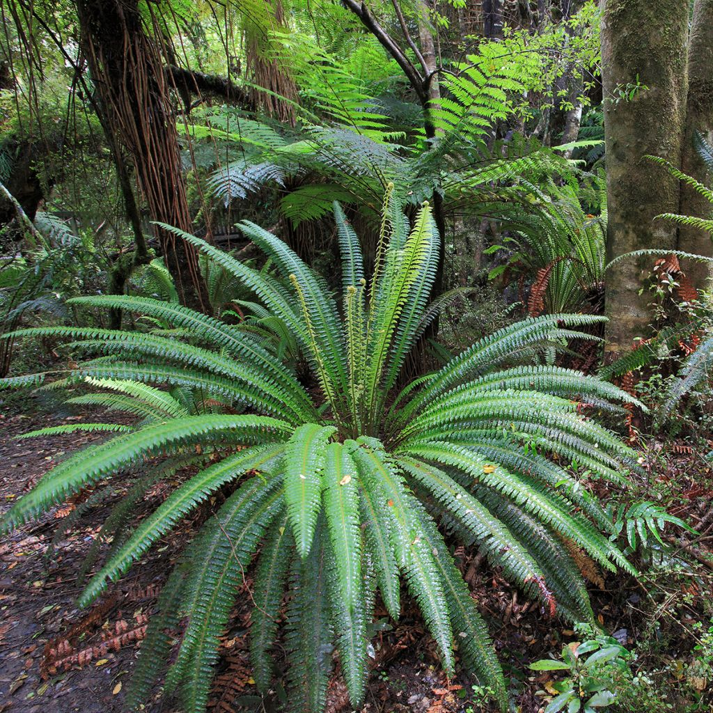 Blechnum discolor - Helecho