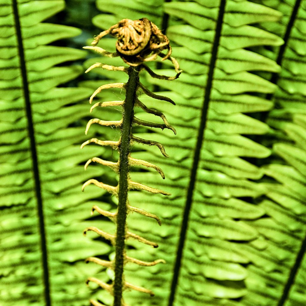 Blechnum discolor - Helecho
