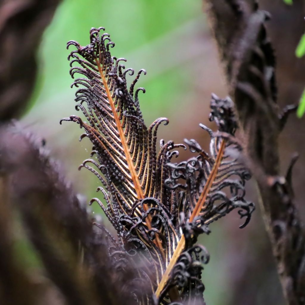 Blechnum discolor - Helecho