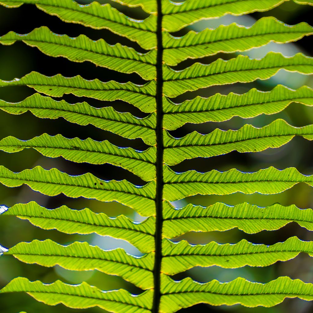 Blechnum discolor - Helecho