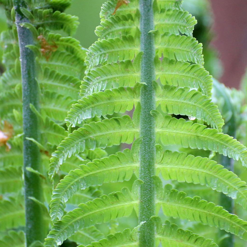 Blechnum discolor - Helecho