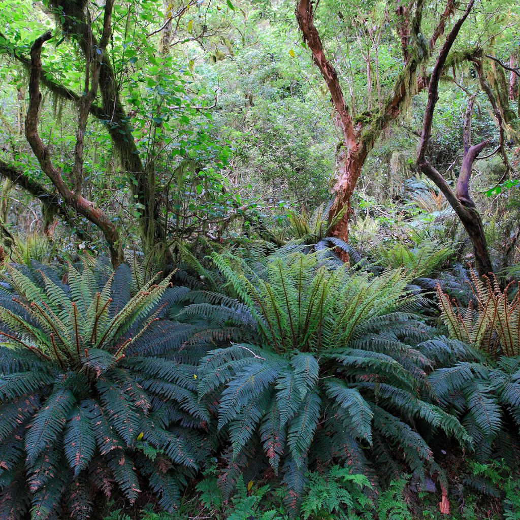 Blechnum discolor - Helecho