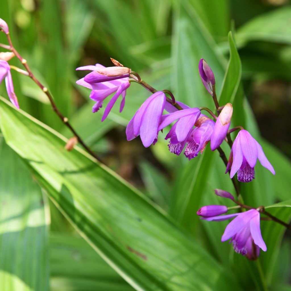 Bletilla striata variegated