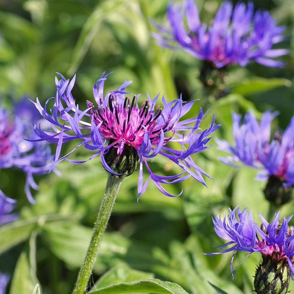 Centaurea montana - Aciano de montaña