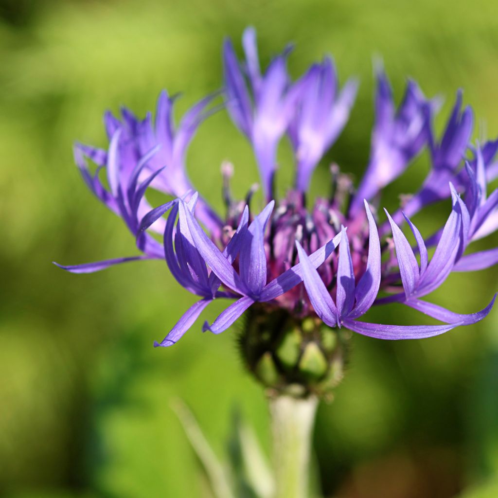Centaurea montana - Aciano de montaña