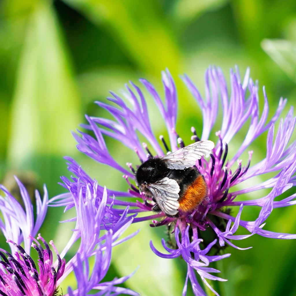 Centaurea montana - Aciano de montaña