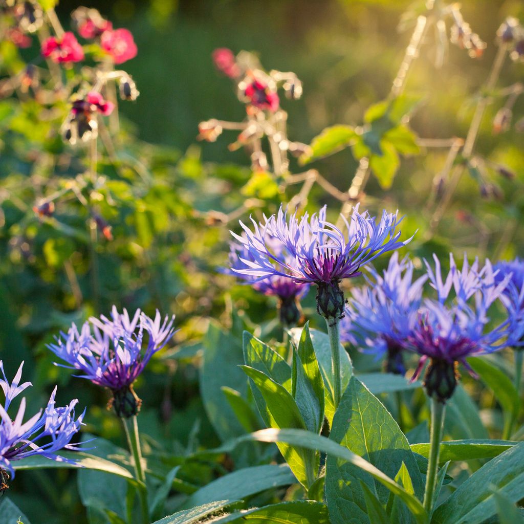 Centaurea montana - Aciano de montaña