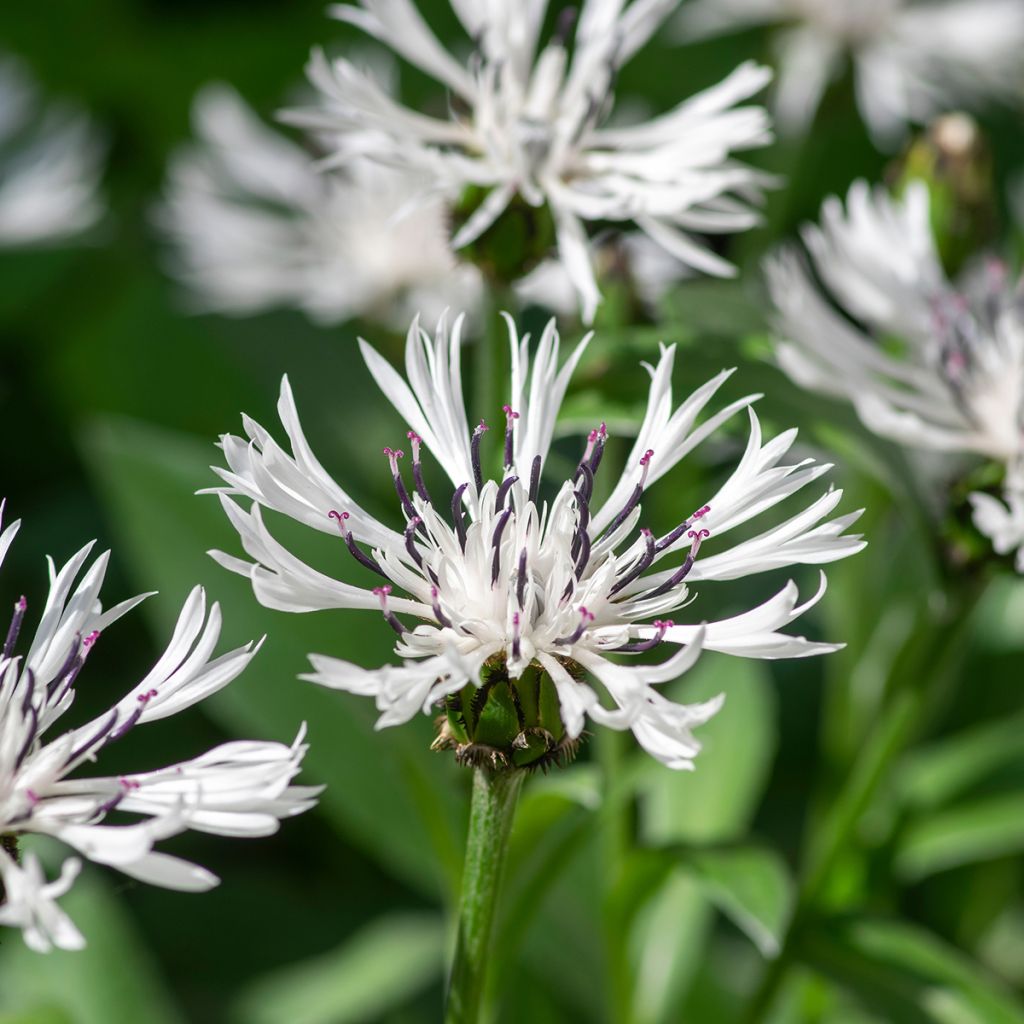 Centaurea montana Alba