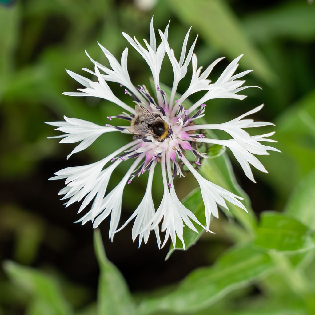Centaurea montana Alba