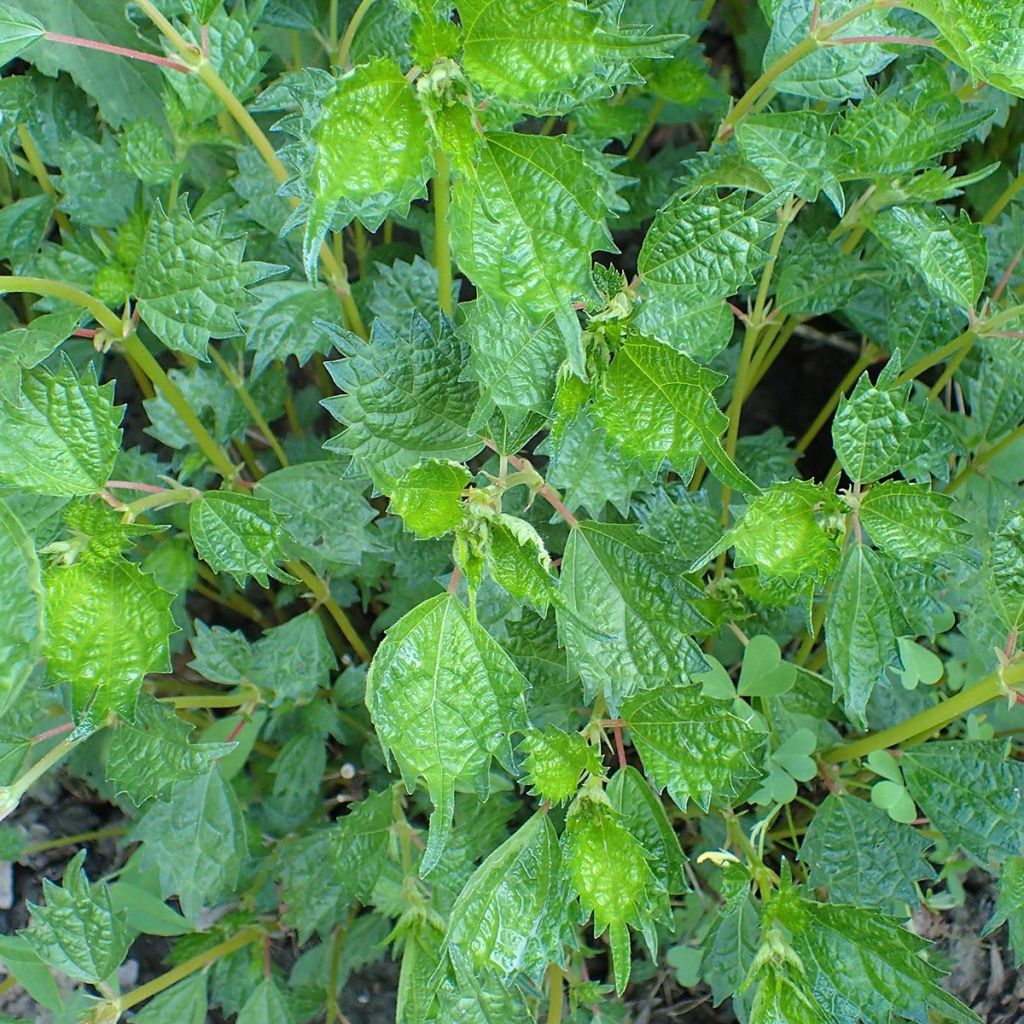 Boehmeria spicata - Ramio
