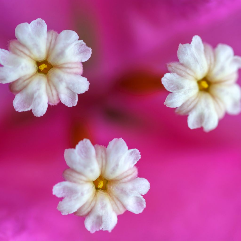 Bougainvillea Vera Deep Purple - Buganvilla